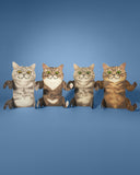 Meowmentos PawMark Card - Spotted Tabby Cat (Pink Card) #8