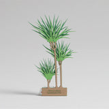 FingerART Desktop Plant Sticker - Dracaena Marginata