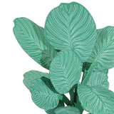 FingerART Desktop Plant Sticker - Calathea Orbifolia