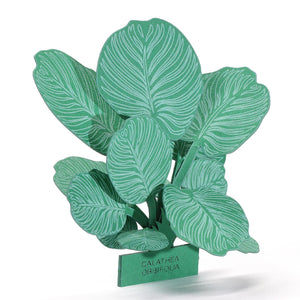 FingerART Desktop Plant Sticker - Calathea Orbifolia