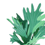 FingerART Desktop Plant Sticker - Platycerium (Staghorn ferns)