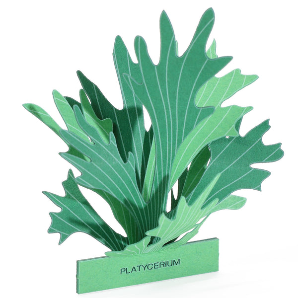 FingerART Desktop Plant Sticker - Platycerium (Staghorn ferns)