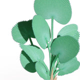 FingerART Desktop Plant Sticker - Licuala Grandis