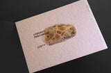 Inspired By Nature - Publications (set of 3)